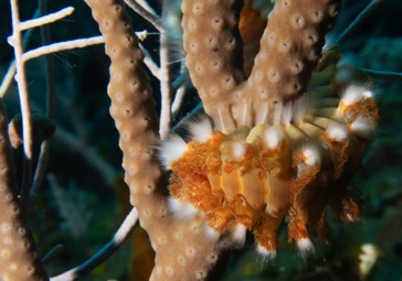 Fireworm